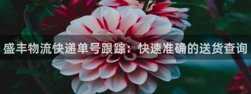 28圈为什么没有赢过一次：盛丰物流快