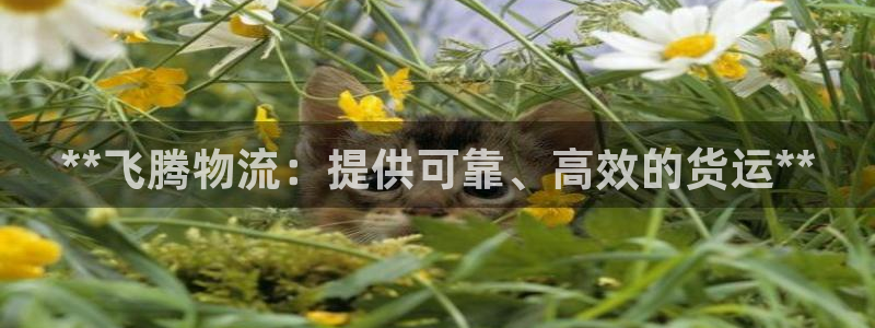 28圈.ccmpc29官网版：**飞