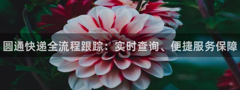 28圈官方版网站：圆通快递全流程跟踪